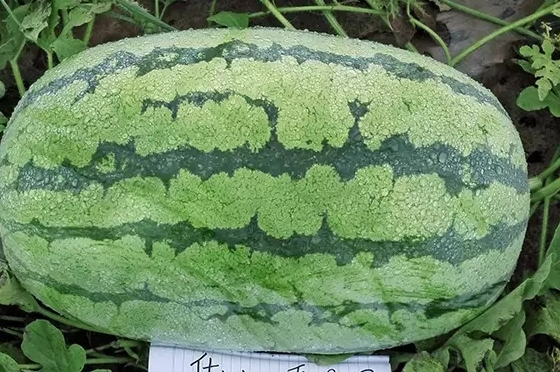 西瓜只為夏天而生嗎？