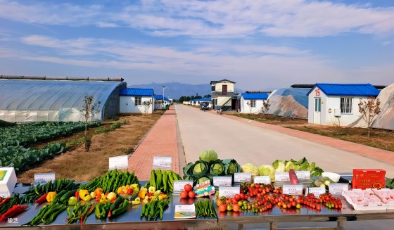 冷空氣來臨，面對(duì)“蹦極式”降溫，瓜果蔬菜如何加強(qiáng)防范應(yīng)對(duì)？
