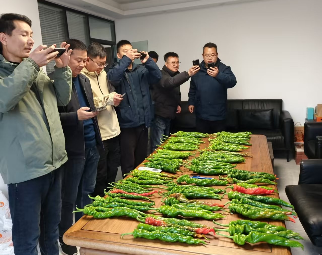 跨越3600公里的育種調(diào)研——豫藝公司深耕南北，只為椒農(nóng)選好種